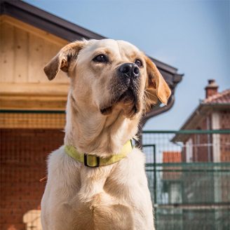 Sonny-(1) Sonny - K9 Explosive Dectection Dog